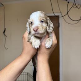 Dachshund Puppies from Americas Wiener Farm