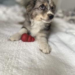Miniature Australian Shepherd Puppies from DLT MiniAussie