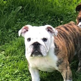 Bulldogs, French Bulldogs, and Pembroke Welsh Corgis from DiNels Pembroke welsh corgis