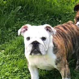 Bulldogs, French Bulldogs, and Pembroke Welsh Corgis from DiNels Pembroke welsh corgis