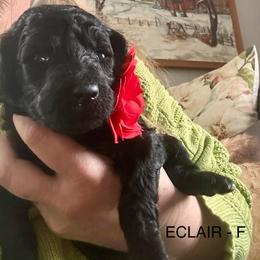 Eclair - Black female Poodle puppy in Greenwich, New York from MizzElle’s Standard Poodles