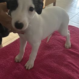 Snuggly - White and black female Whippet puppy in Lutz, Florida from Whippets of Astora