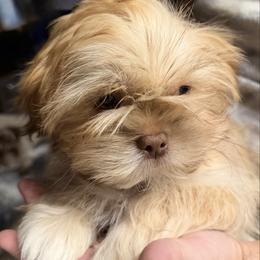 Lil Henry - Gold and white male Shih Tzu puppy in Statesville, North Carolina from Grimmly Blue’s Shih Tzus