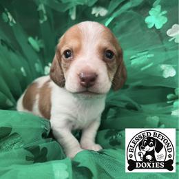 Girl 1 - Piebald female Dachshund puppy in Isabel, South Dakota from Blessed Beyond Doxies