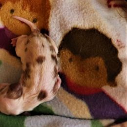Cavalier King Charles Spaniel puppies from BAAAD MOON RISIN'