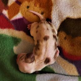 Cavalier King Charles Spaniel puppies from BAAAD MOON RISIN'