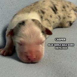 Casper - Blue merle male Australian Shepherd puppy in Bethany, Connecticut from Wynter Thyme Manor Australian shepherds