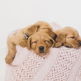 Golden Retriever Puppies from Bright Side Goldens
