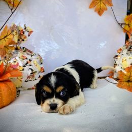 Ozzy - Tri-color male Cavalier King Charles Spaniel puppy in Charity, Missouri from Missouri. Cavaliers