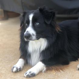 River Blue - Miniature American Shepherd