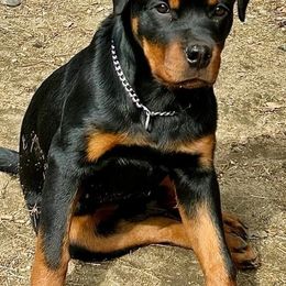 Rottweiler Puppies from Harris Hill Rottweilers