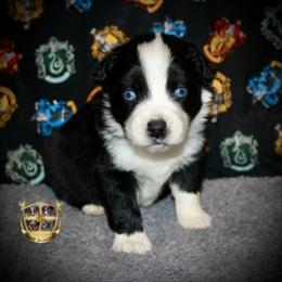 Tennessee - Black & white male Australian Shepherd puppy in El Dorado Springs, Missouri from HP Aussie Kennels