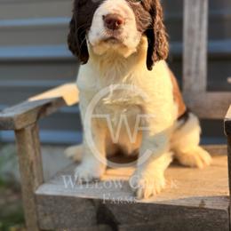 English Springer Spaniel Puppies from Willow Creek Farms