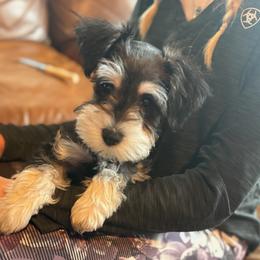 Miniature Schnauzer Puppies from Texas Dreams Mini Schnauzers