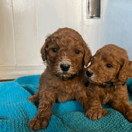 Poodle Puppies from J and S Farms