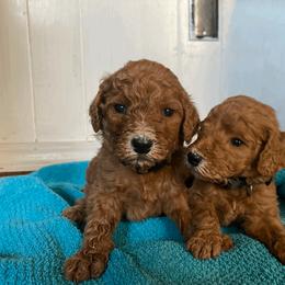 Poodle Puppies from J and S Farms