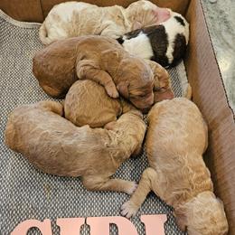 Girl 3 - female Poodle puppy in Detroit, Michigan from Pretty Spoiled Spoos llc