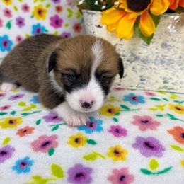REBA - Sable female Pembroke Welsh Corgi puppy in Ritzville, Washington from Sapphire Iris Corgis