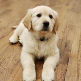 Goldendoodle and Golden Retriever Puppies from A Golden Summer