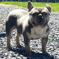Tazz - French Bulldog