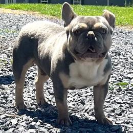 Tazz - French Bulldog