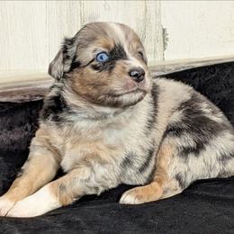 Garth - Blue merle male Miniature Australian Shepherd puppy in Lufkin, Texas from Texas Lil Cowdogs