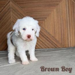 Brown boy - Chocolate merle male Bernedoodle puppy in Modesto, California from Two Doods Doodles