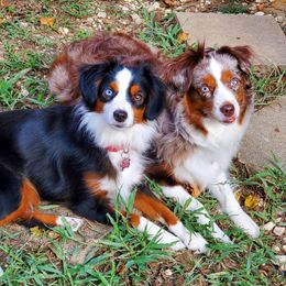 Makaya - Miniature Australian Shepherd