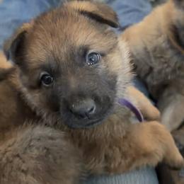 Purple Girl - Sable female German Shepherd puppy in Grantsville, Utah from Vom Haus Denfors K9 - Working German Shepherds