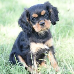 Girl 4 - Black and tan female Cavapoo puppy in Lawton, Oklahoma from Lindsey’s Cavies