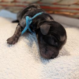 Blue ribbon - Dapple male Dachshund puppy in Sugarcreek, Ohio from Bahler Street Docies