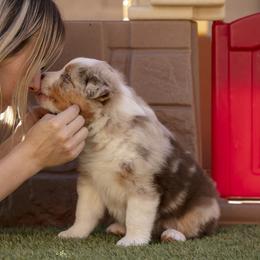 Australian Shepherd Puppies from Wranglin Aussies