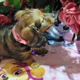 Dachshund Puppies from CLARK'S BREEDING PROGRAM
