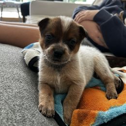 Cherry - Red speckled female Australian Cattle Dog puppy in Christmas, Florida from OverTime Cattle Dogs
