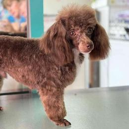 Zuma - Poodle