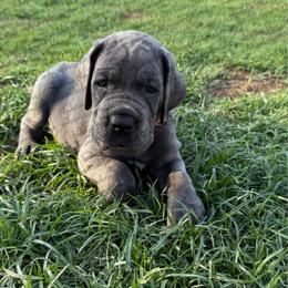 Colt - Fawn male Great Dane puppy in Granbury, Texas from Anderson Blau’s Great Danes