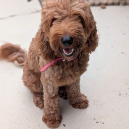 Kaia - Red  female Goldendoodle puppy in Longwood, Florida from Great Doodles & Poodles