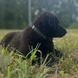 German Shepherd puppies from Schengbier's German Shepherds