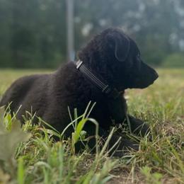 German Shepherd puppies from Schengbier's German Shepherds