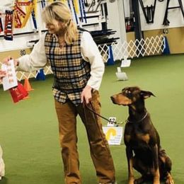 Doberman Pinschers from ObiesDobies