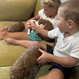 Labradoodle Puppies from California Double Doodles