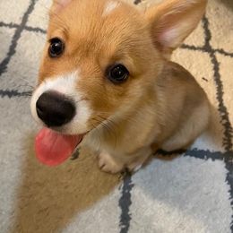 Pembroke Welsh Corgi Puppies from South Texas Blue Collar Corgis