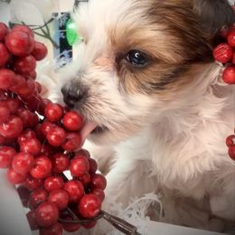 Girl 3 - Parti female Yorkshire Terrier puppy in Machesney Park, Illinois from Three Yorkie Family