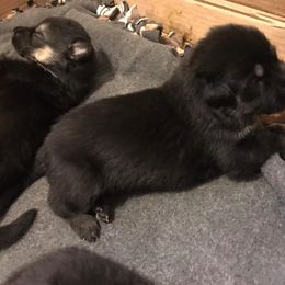 German Shepherd Puppies from Hacker Haus GSDs