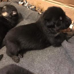 German Shepherd Puppies from Hacker Haus GSDs