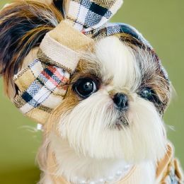 Cliche - Shih Tzu