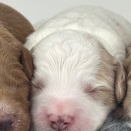 F1b Mini Boy 2 - Parti male Goldendoodle puppy in Milford, Indiana from Railway Acres Kennel