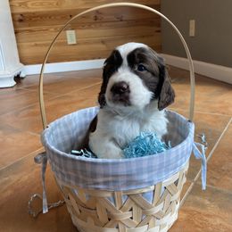 Cocomelon - Liver and white English Springer Spaniel puppy in Alabama from Blackberry Pond Springer Spaniels