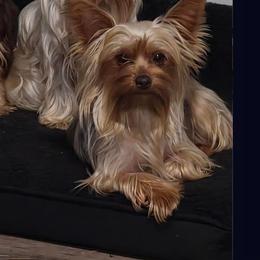 Ember - Yorkshire Terrier