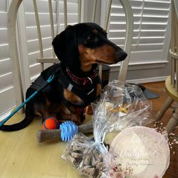 Dachshund Puppies from CSW Dachshunds